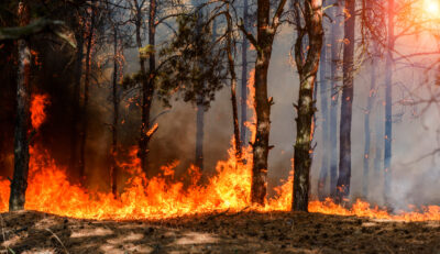 Waldbrand